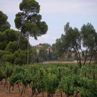 Photo de france - La randonnée des balcons d'Alignan-du-Vent